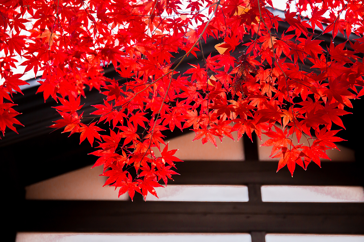 autumn-maple-lo